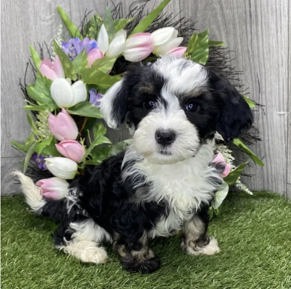 Benji