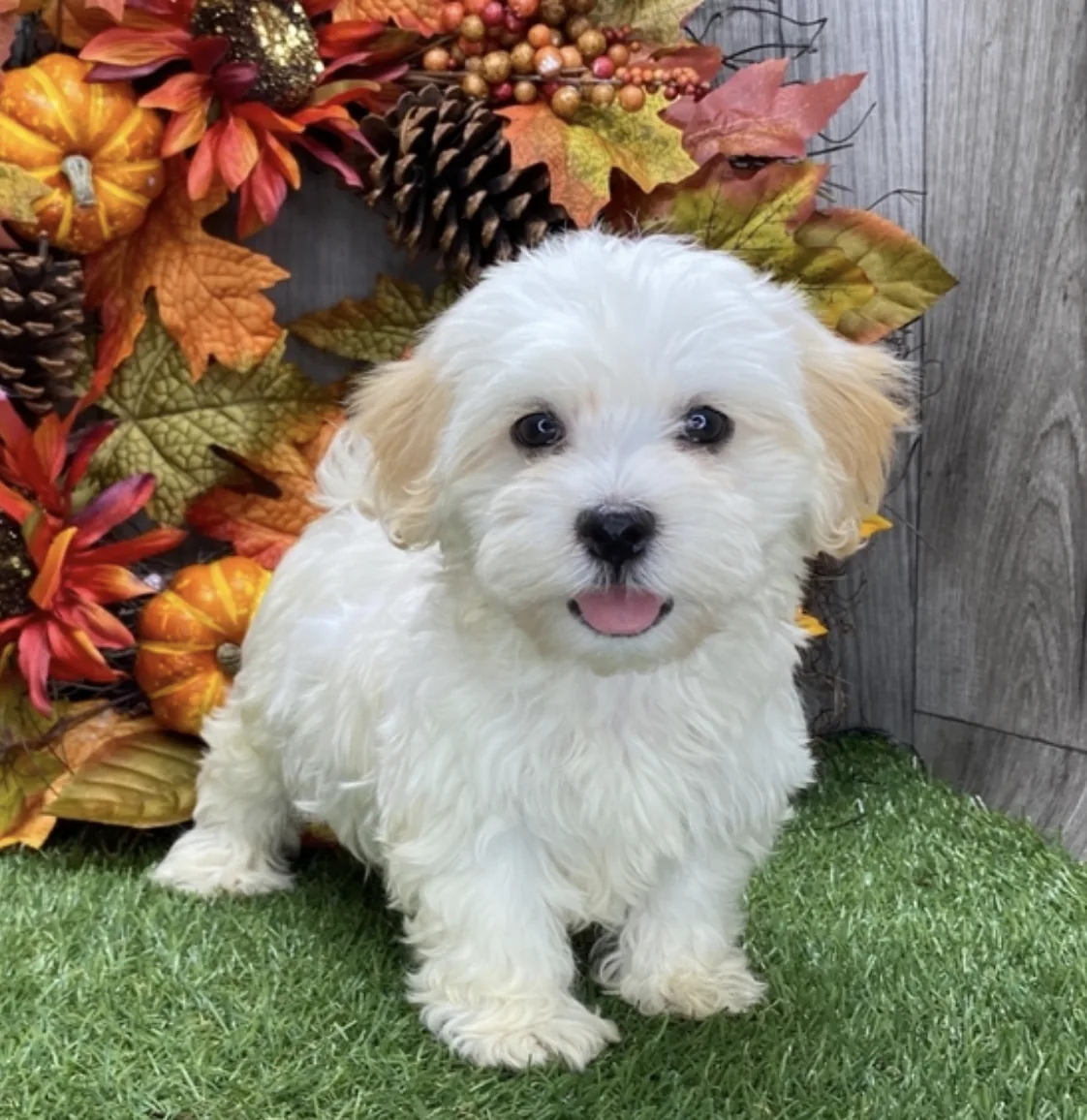Havanese