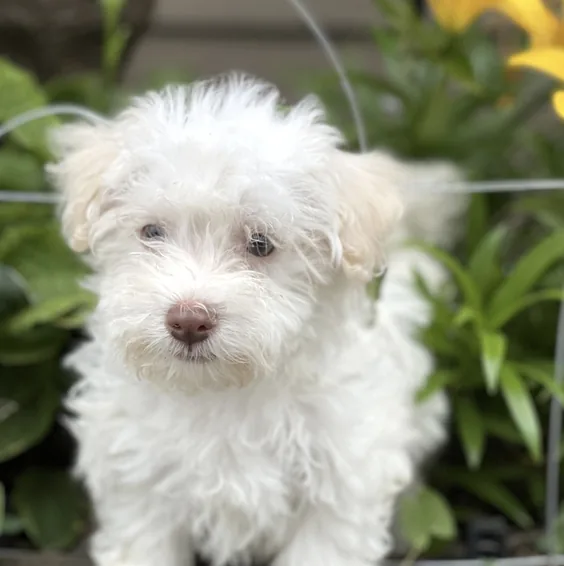 Marley