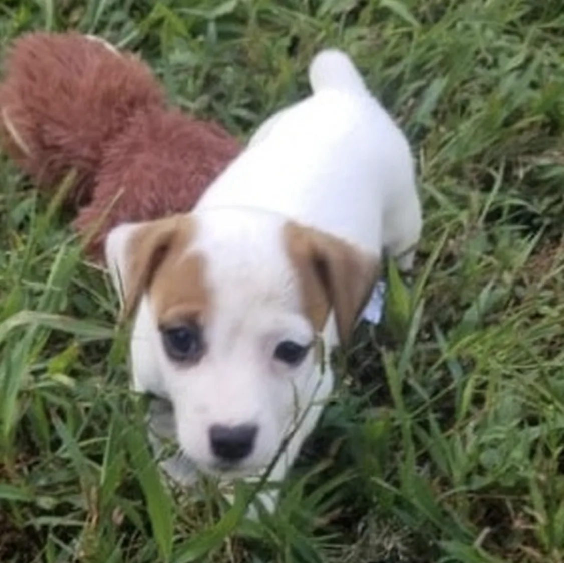 Apollo