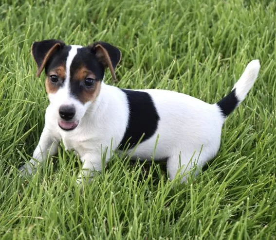 Jack Russell Terrier