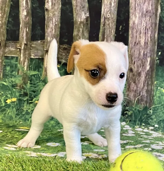 Rosie