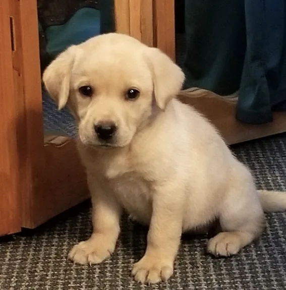 Harper
