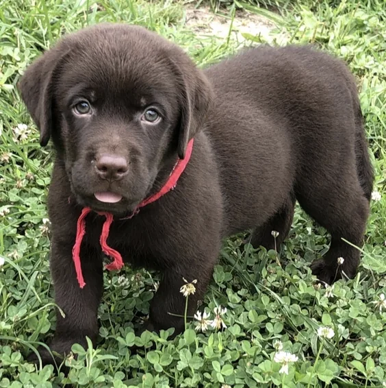 Pawloui