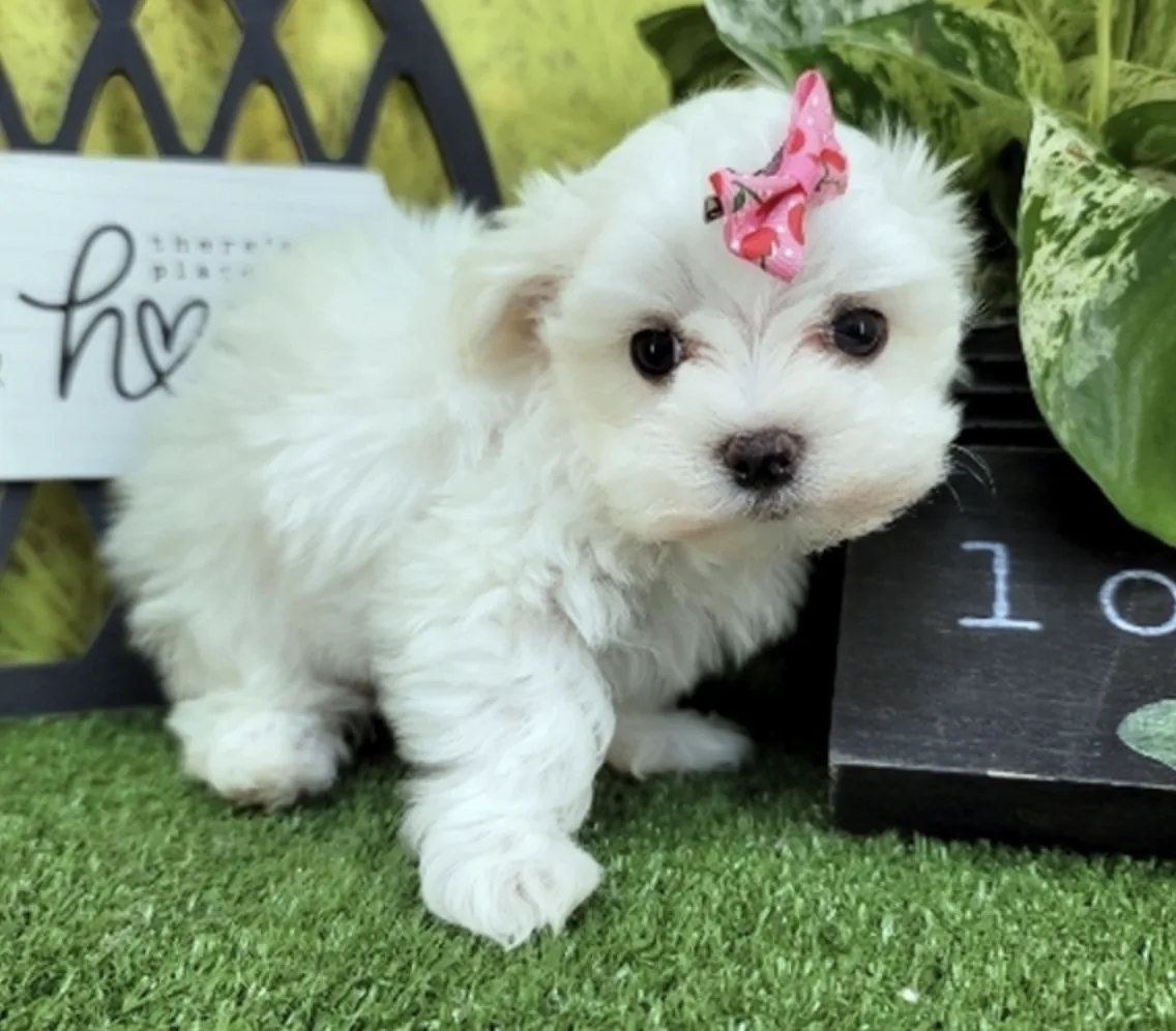 Maltese