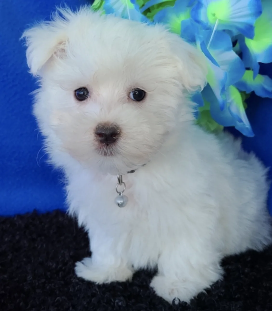 Toby
