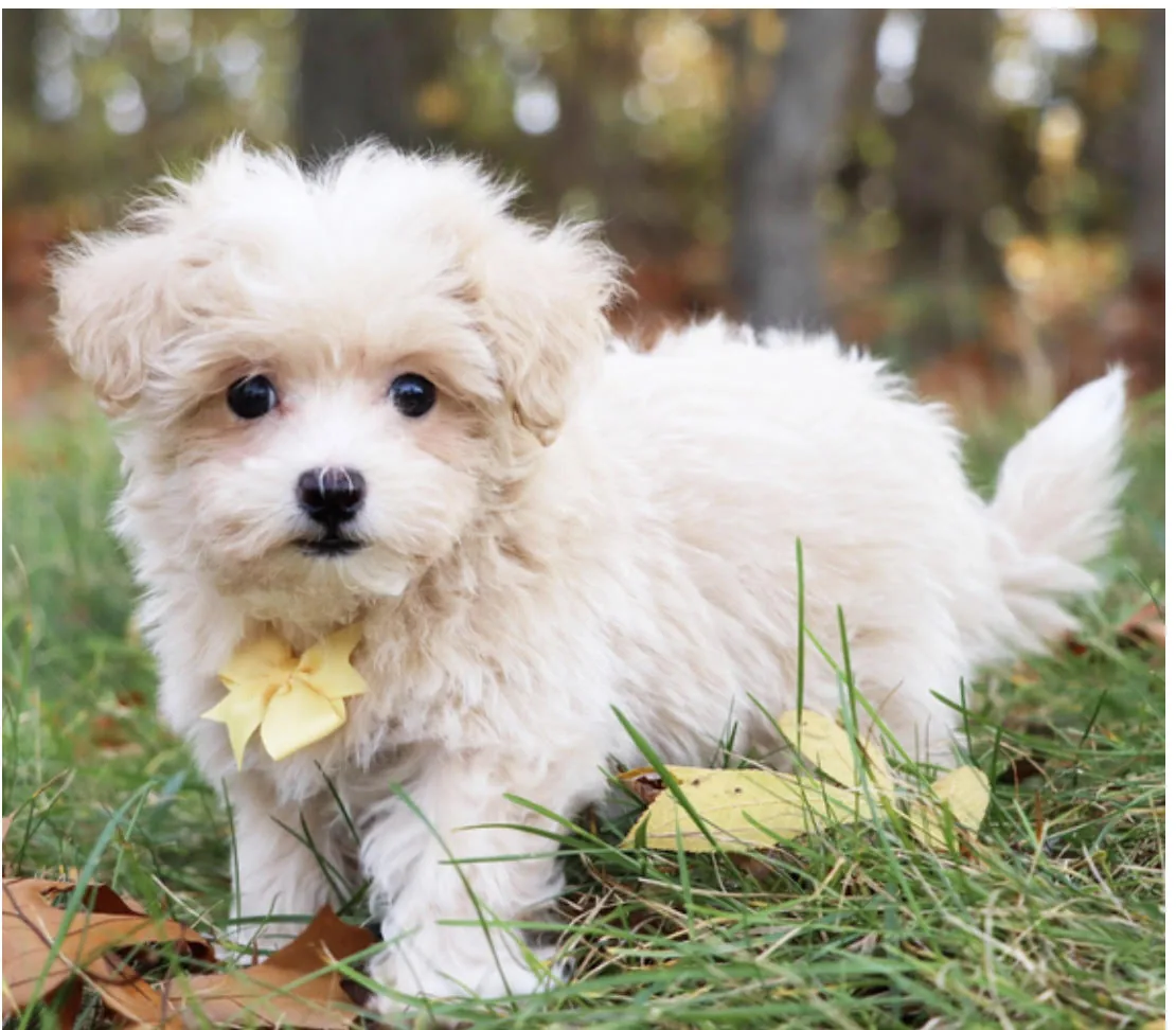 Maltipoo