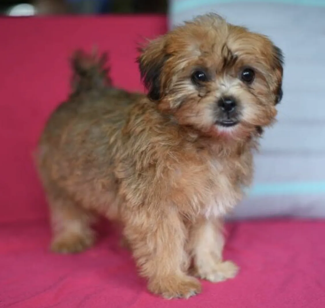 Alberta Mokie, cachorro Morkie disponible en cachorrosblanco.es