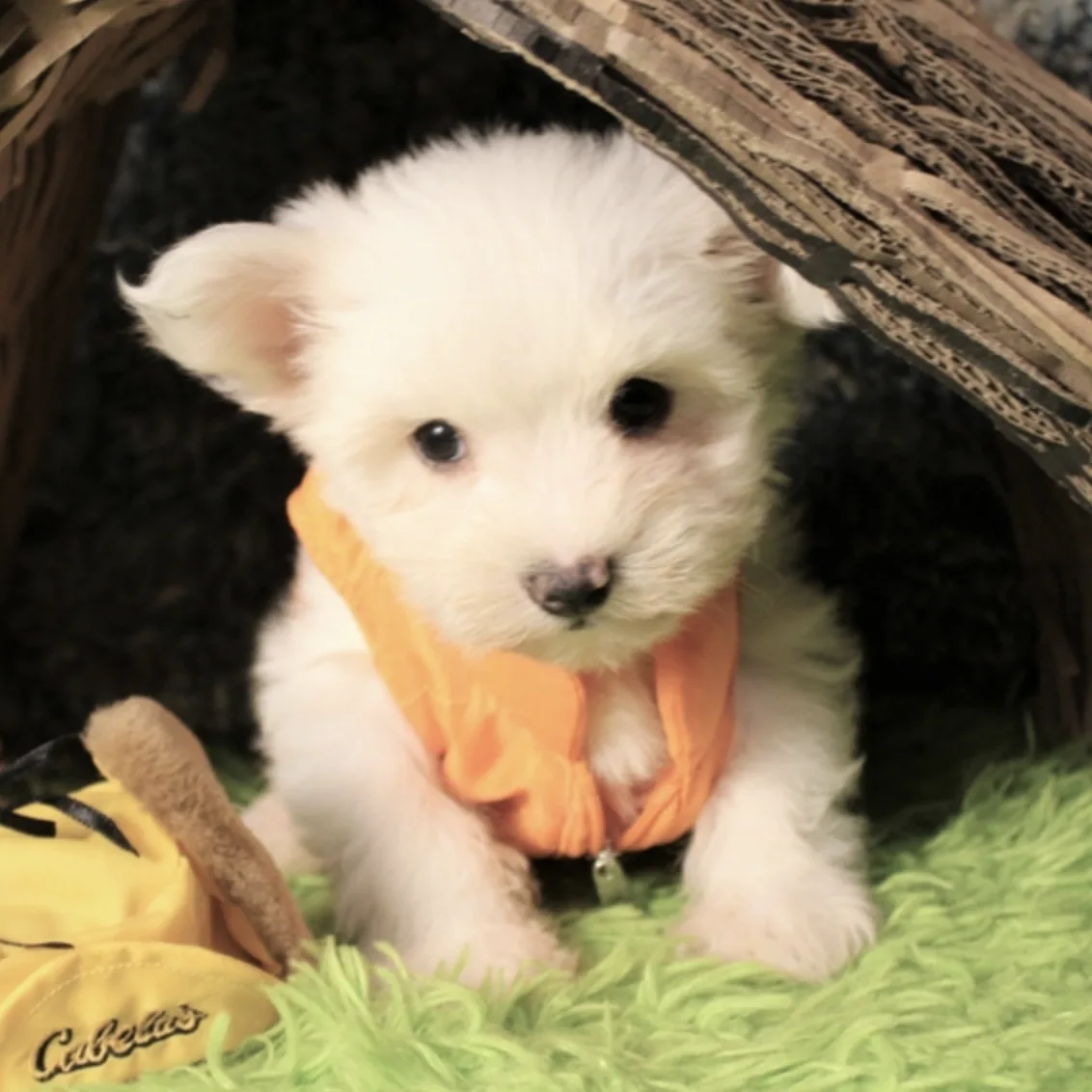 Hunter, cachorro Morkie disponible en cachorrosblanco.es