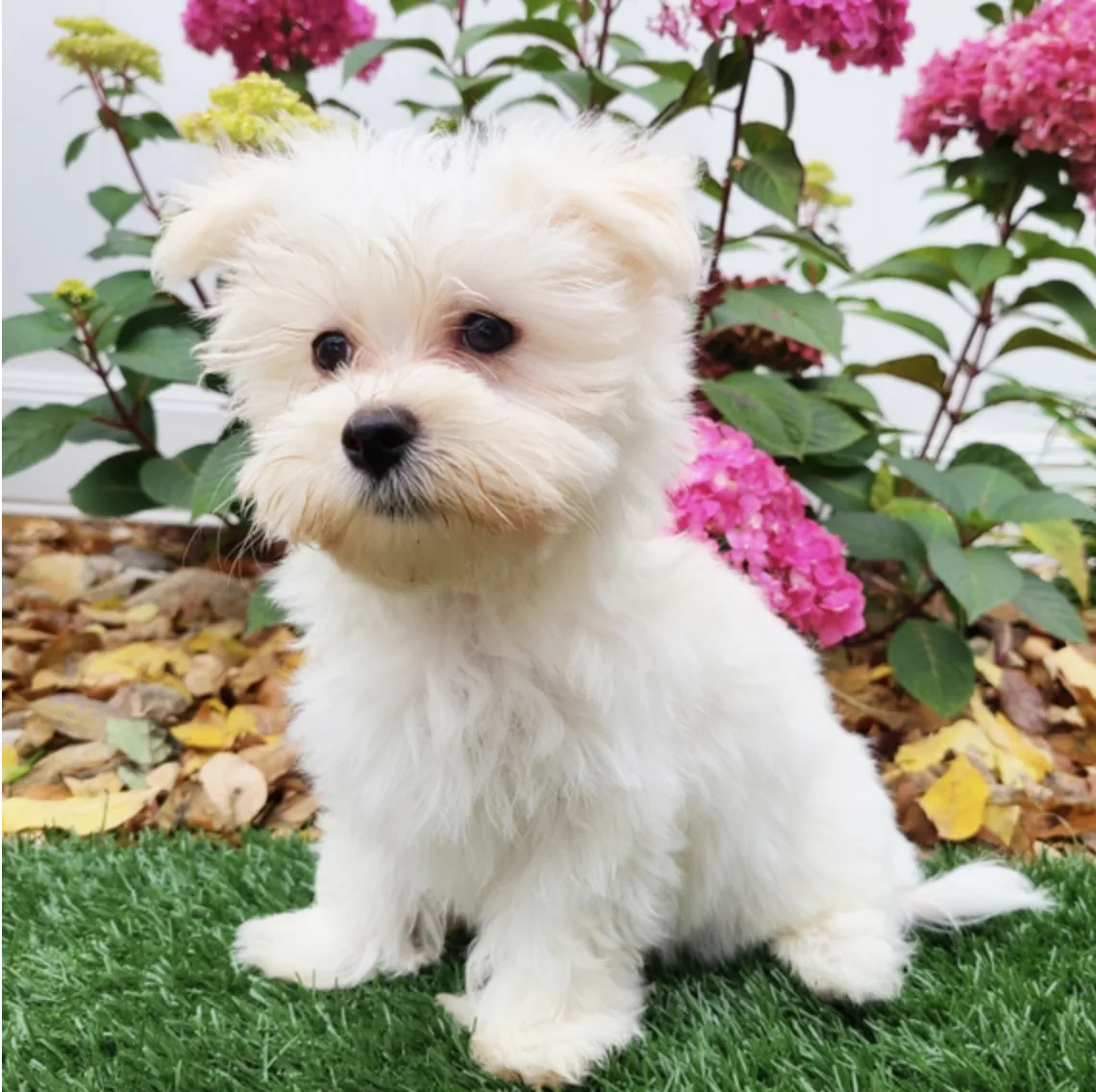 Toby, cachorro Morkie disponible en cachorrosblanco.es