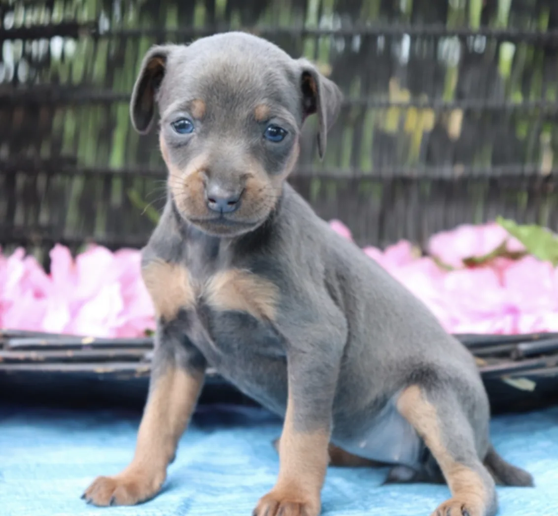 Pinscher