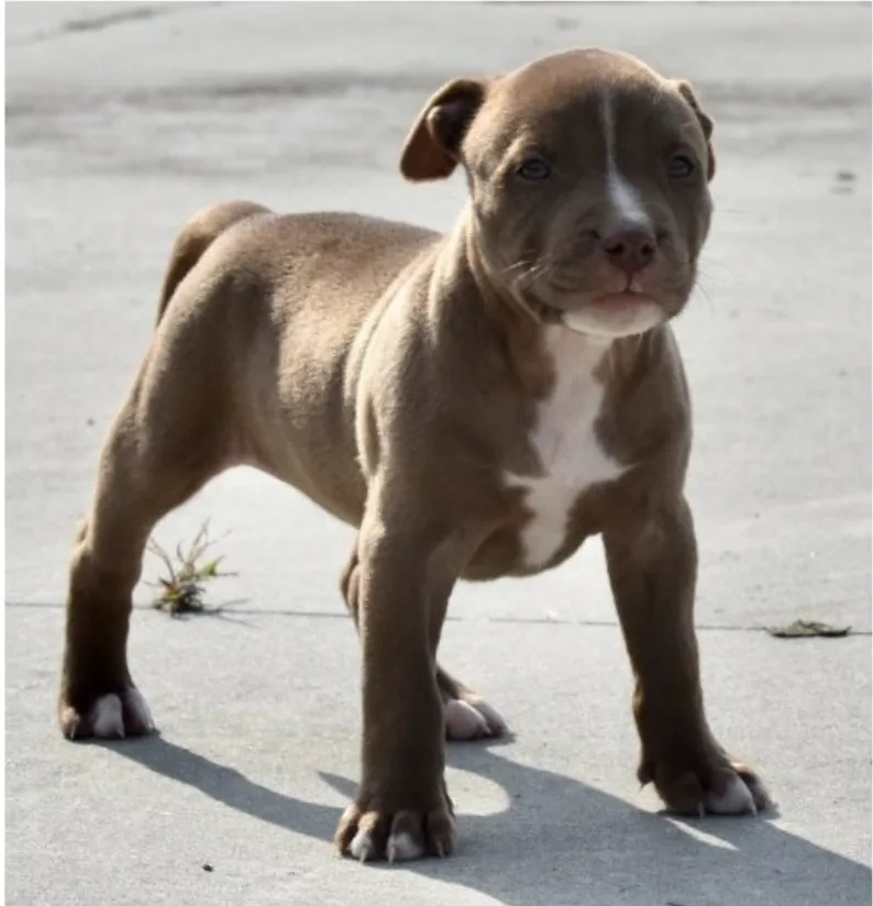 Pitbull