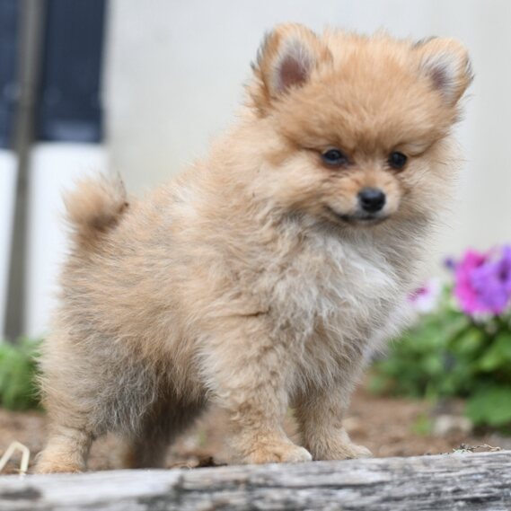 Charlie