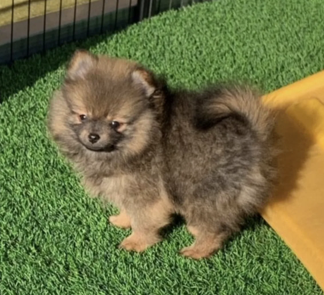 Pogo