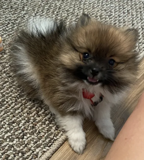 Roxy
