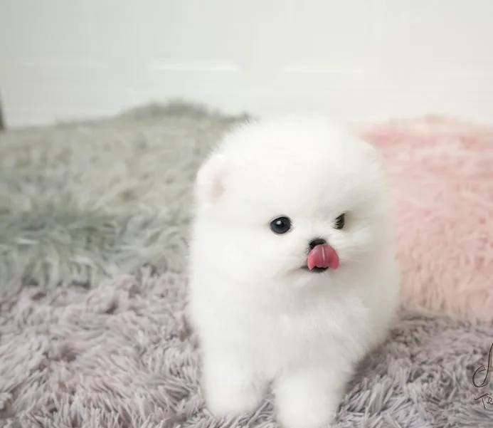 Pomeranian