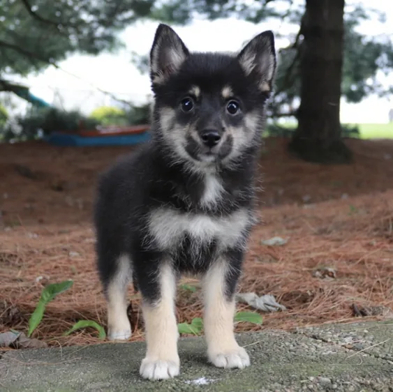 Pomsky