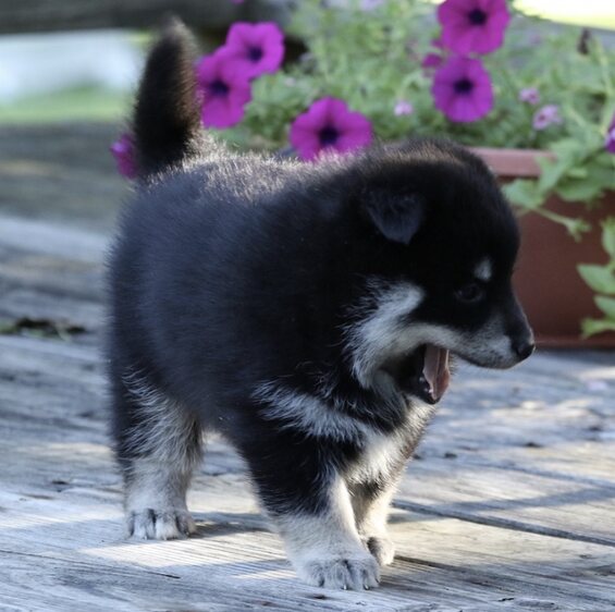 Oliver