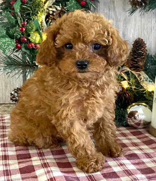 Poodle