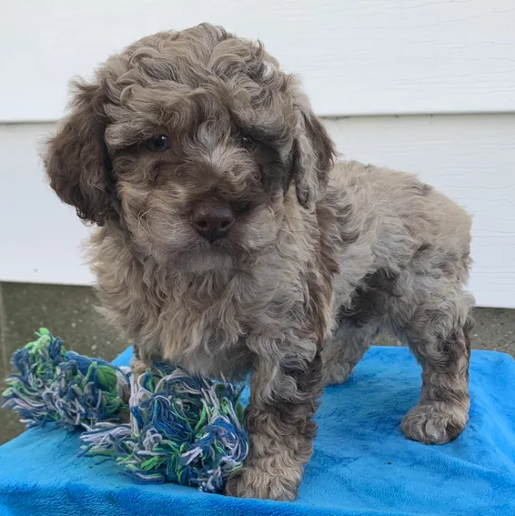Milo