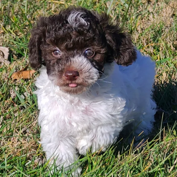 Pepper