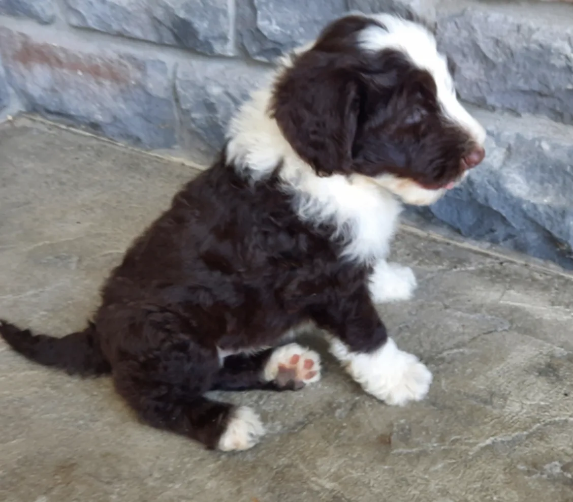 Benji