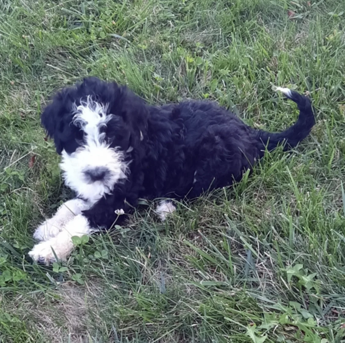 Cachorros Portuguese Water Dog en cachorrosblanco.es