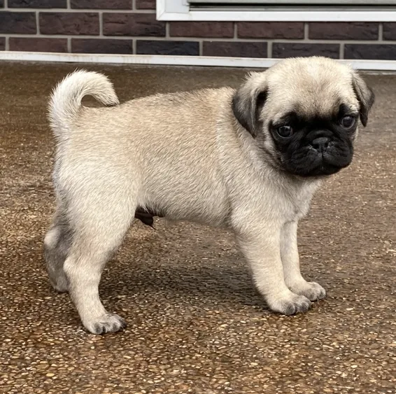 Cooper