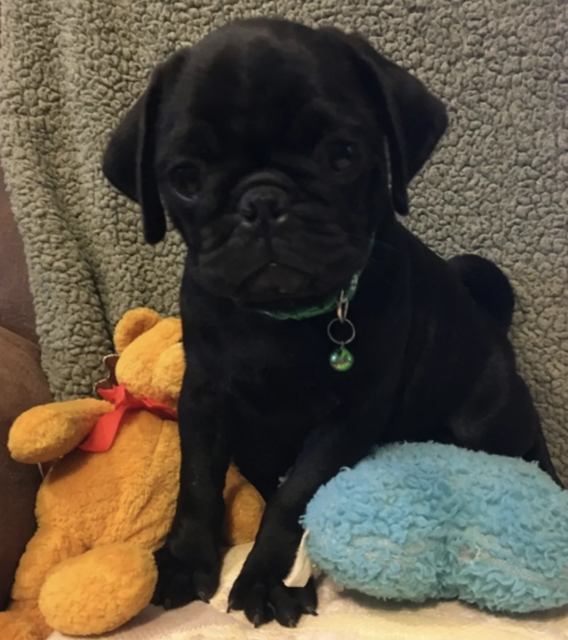Pug