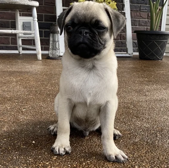 Roxy