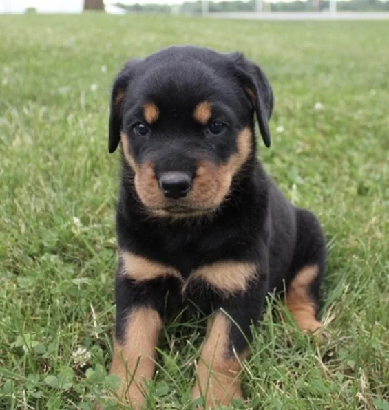 Rottweiler