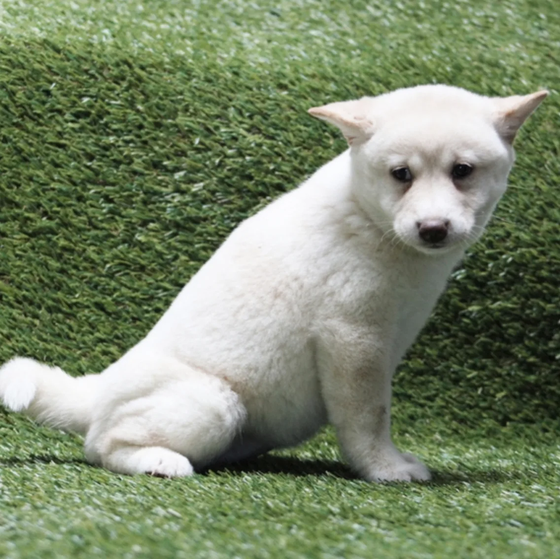 Shiba Inu