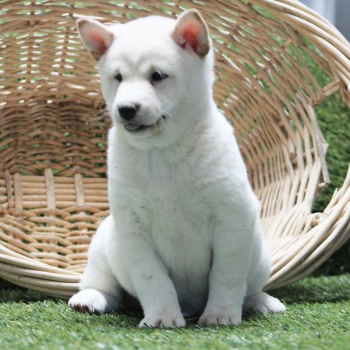 Scout