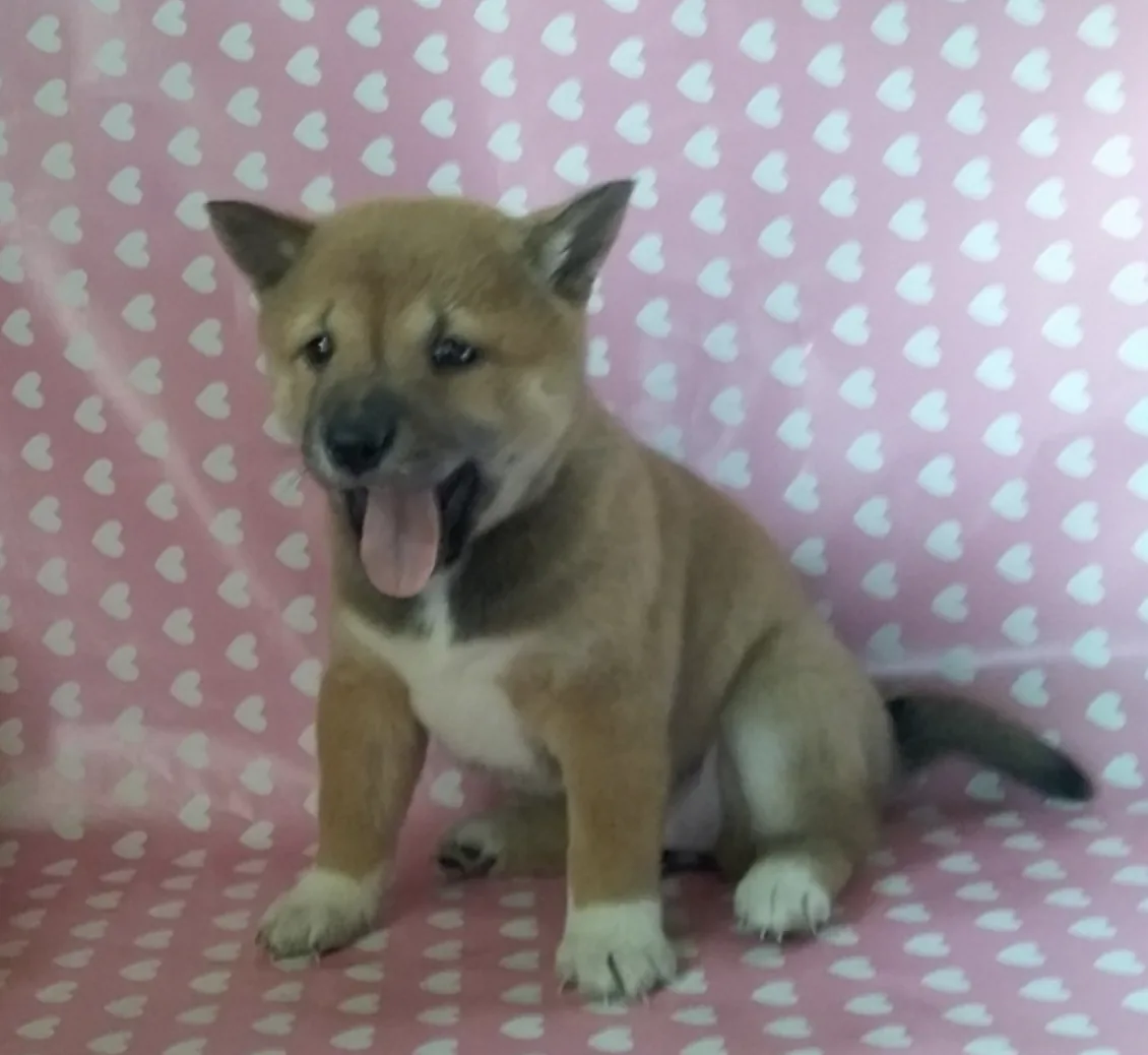 Yuki
