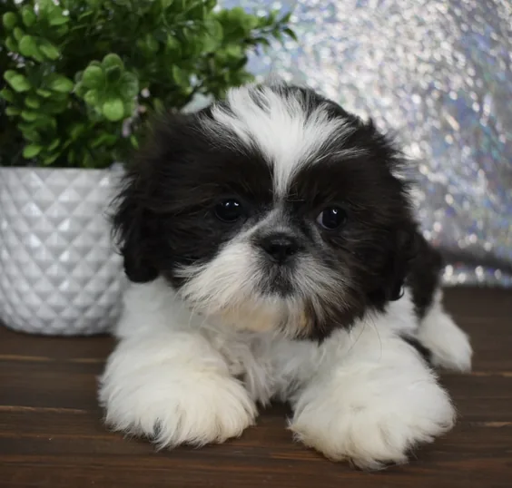 Bailey