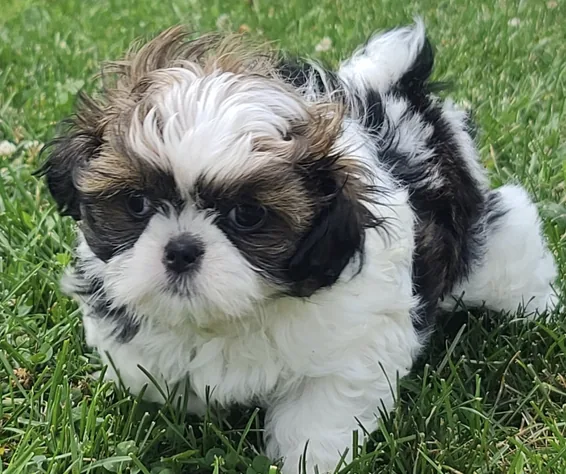 Baxter