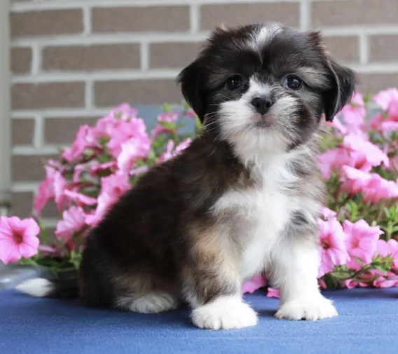 Shih Tzu