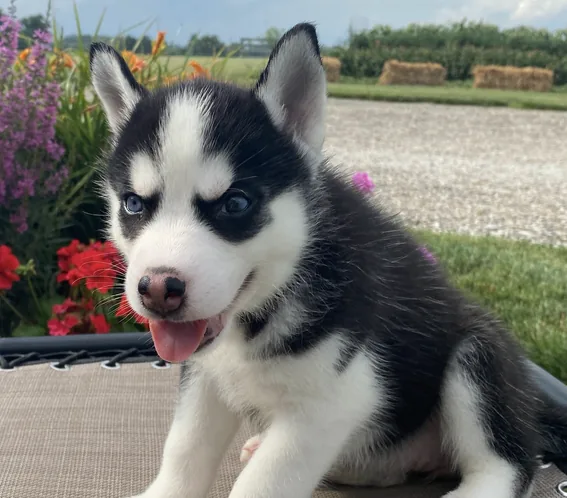 Dora