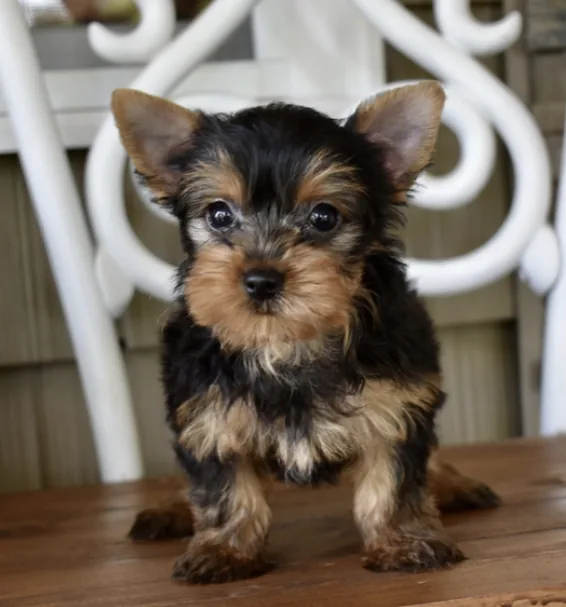 Yorkshire Terrier