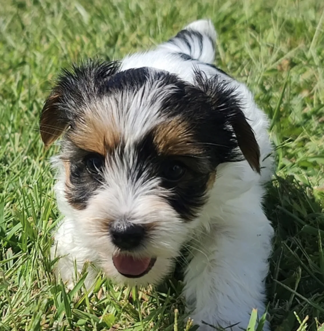Mable