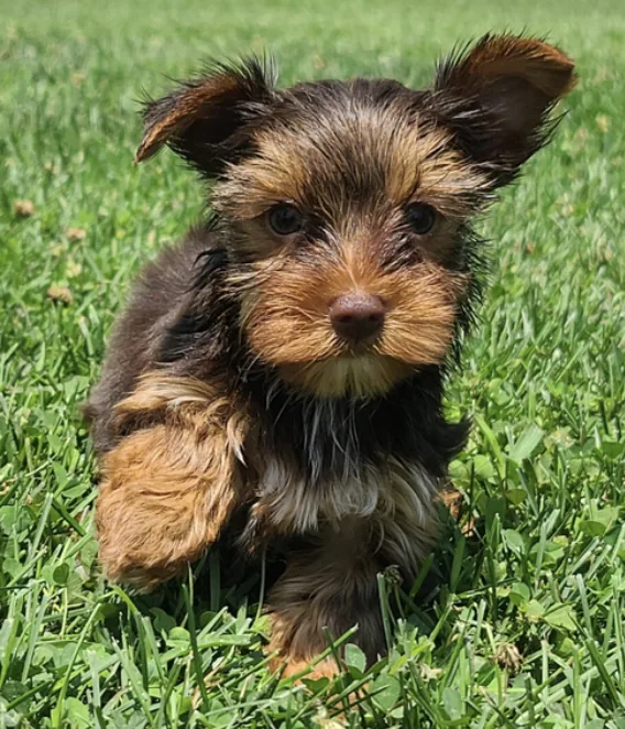 Mocha