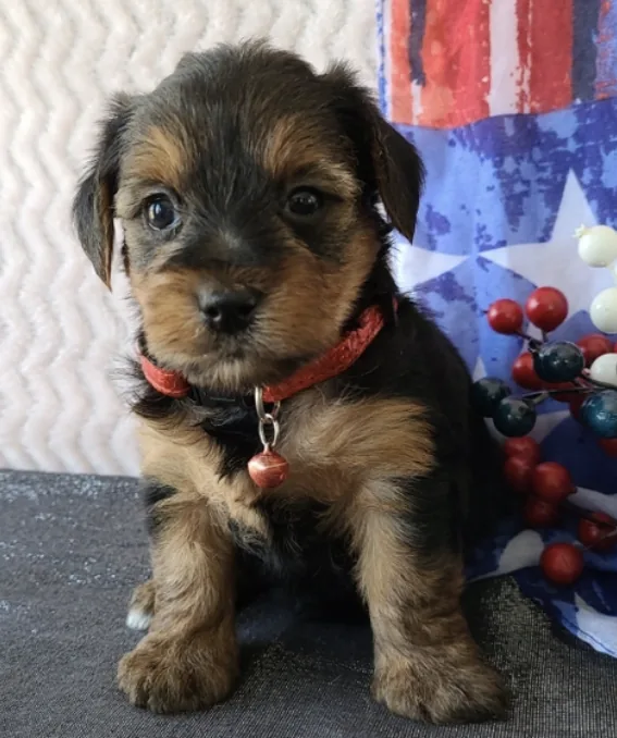 Owen